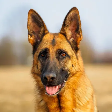 In A With 2 Swimming Pools *